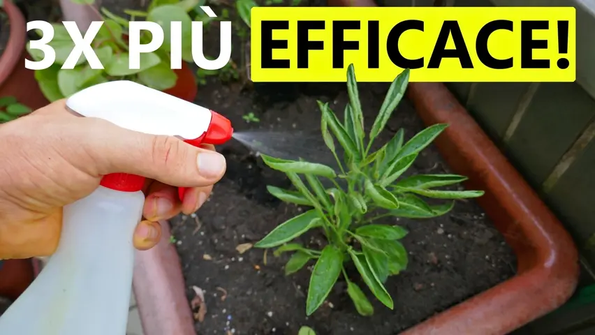 Sapone molle: Un segreto per massimizzarne l'efficacia